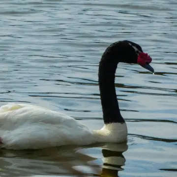 Cisne de cuello negro, foto de Danipantera