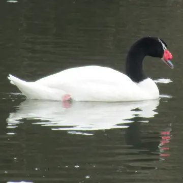 Cisne de cuello negro, foto de Manguitoo