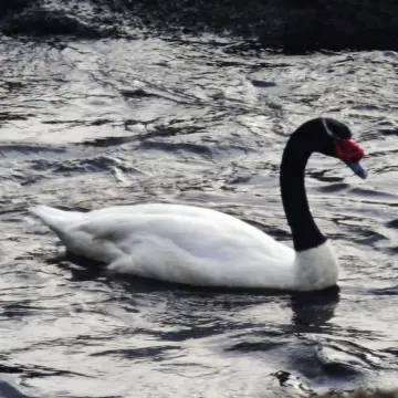 Cisne de cuello negro, foto de XLONCOx