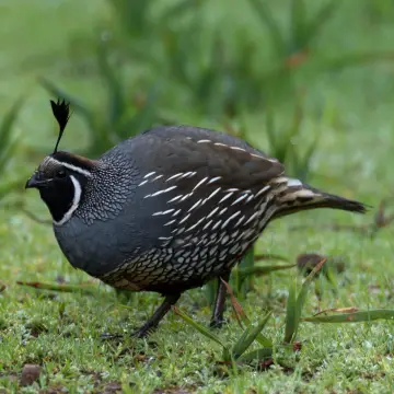 Codorniz, foto de Javiernaturalist