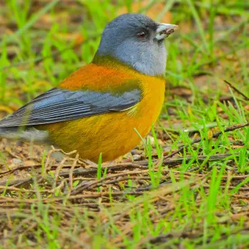 Cometocino patagónico, foto de IRO_NIKO