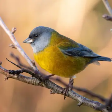 Cometocino patagónico, foto de MatiasBarrientos