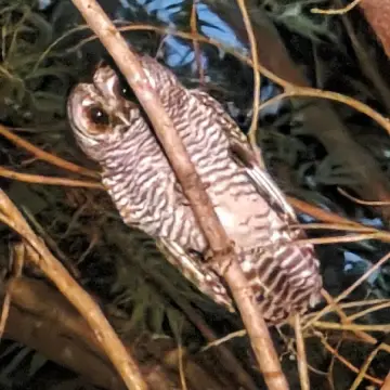 Concón, foto de XLONCOx