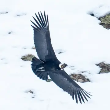 Cóndor andino, foto de Ceetph