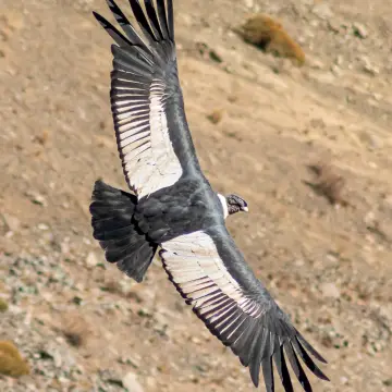 Cóndor andino, foto de rev_fotos