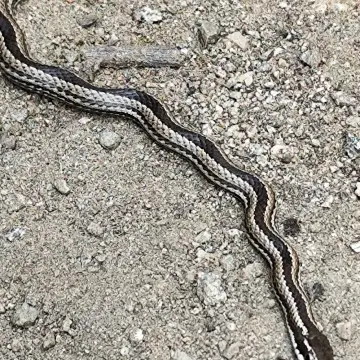 Culebra de cola larga, foto de Blueresidue