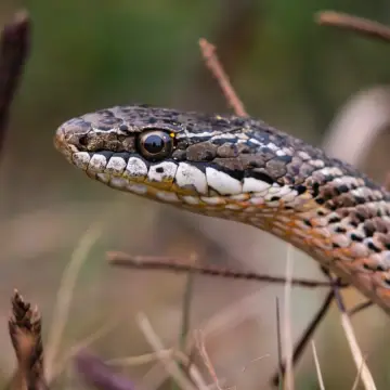 Culebra de cola larga, foto de DiegoSN
