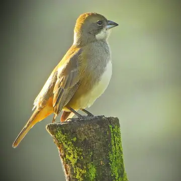 Diuca, foto de IRO_NIKO