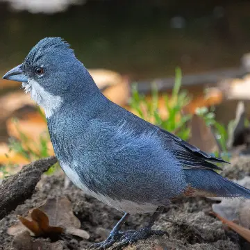 Diuca, foto de LuisFaunaCl