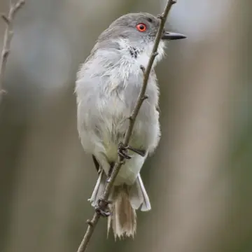 Diucón, foto de Javiernaturalist