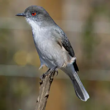 Diucón, foto de LuisFaunaCl