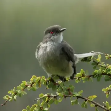 Diucón, foto de Zaitark