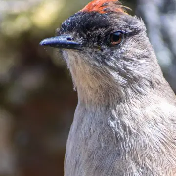 Dormilona rufa, foto de Mauro