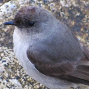 Dormilona tontita, foto de cinclodessp