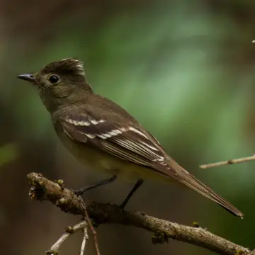 Fío-fío, foto de Javiernaturalist