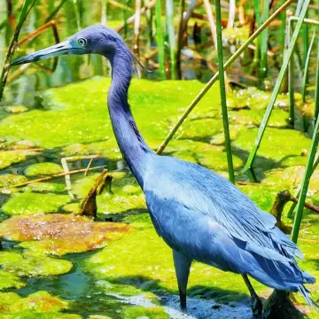 Garza azul, foto de Amilcar_Galván