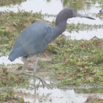 Garza azul, foto de Chincolito87