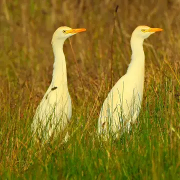 Garza bueyera, foto de IRO_NIKO