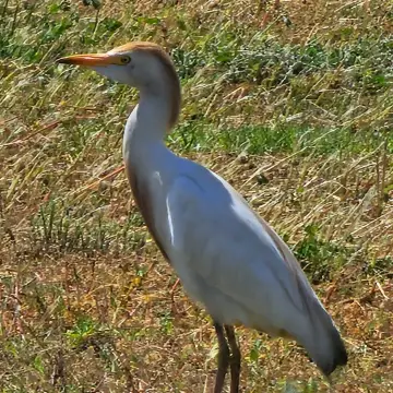 Garza bueyera, foto de rafitabird