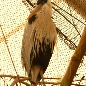 Garza cuca, foto de Danipantera