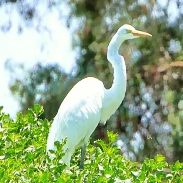 Garza grande, foto de Amilcar_Galván