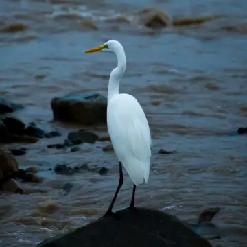 Garza grande, foto de Ceetph