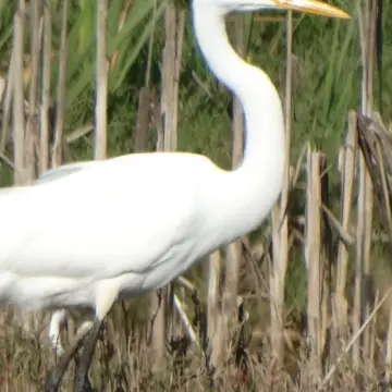 Garza grande, foto de hunterbee