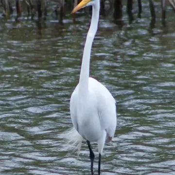 Garza grande, foto de LuisFaunaCl