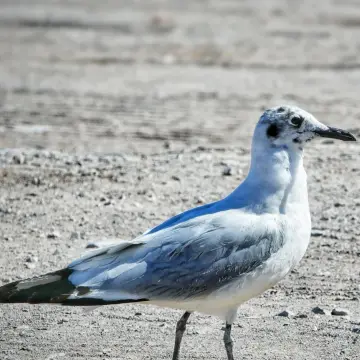 Gaviota cáhuil, foto de Amilcar_Galván