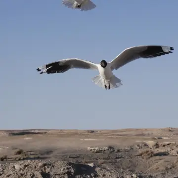 Gaviota cáhuil, foto de Amilcar_Galván