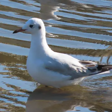 Gaviota cáhuil, foto de Chincolito87