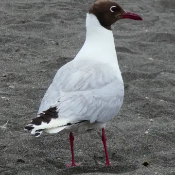 Gaviota cáhuil, foto de Danipantera