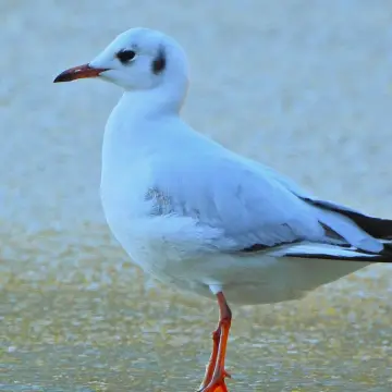 Gaviota cáhuil, foto de IRO_NIKO