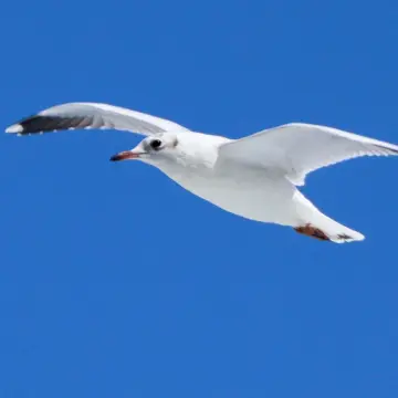 Gaviota cáhuil, foto de Javiernaturalist