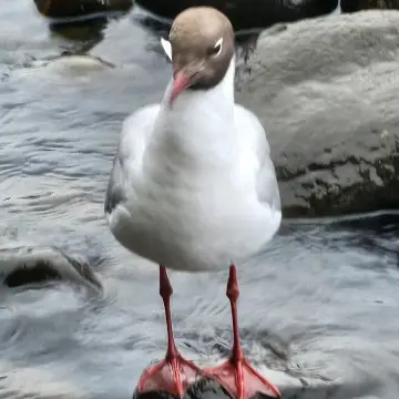 Gaviota cáhuil, foto de rafitabird