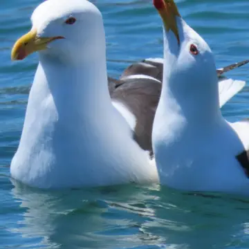 Gaviota dominicana, foto de Chincolito87