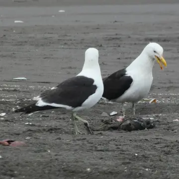 Gaviota dominicana, foto de Danipantera