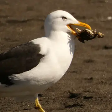 Gaviota dominicana, foto de Danipantera