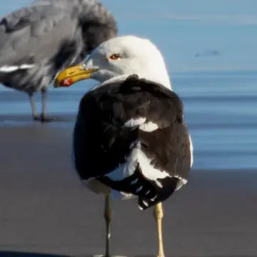 Gaviota dominicana, foto de LuisFaunaCl
