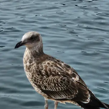 Gaviota dominicana, foto de rafitabird