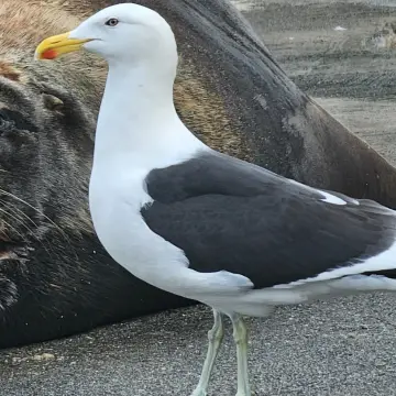 Gaviota dominicana, foto de Roly