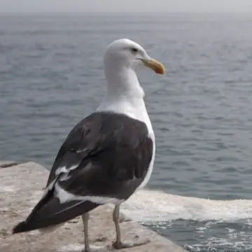 Gaviota dominicana, foto de Zaitark