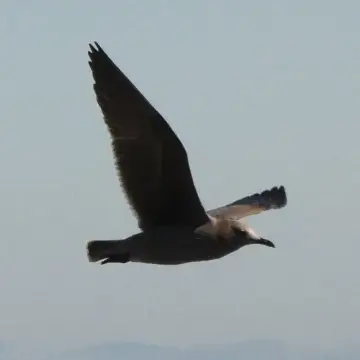 Gaviota garuma, foto de Danipantera