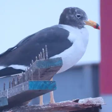 Gaviota peruana, foto de Chincolito87
