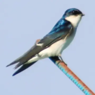 Golondrina chilena, foto de awatin