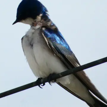 Golondrina chilena, foto de Danipantera