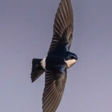 Golondrina chilena, foto de DiegoSN