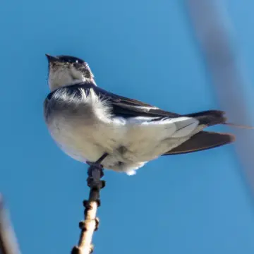 Golondrina chilena, foto de LuisFaunaCl