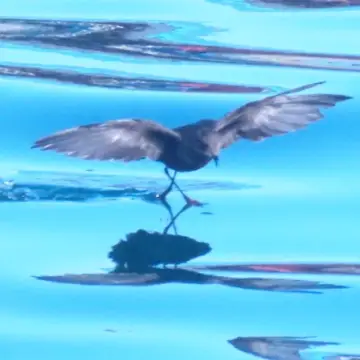 Golondrina de mar fueguina, foto de Chincolito87