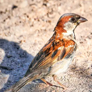 Gorrión, foto de Amilcar_Galván